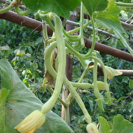 Appartamento I Girasoli Ventimiglia