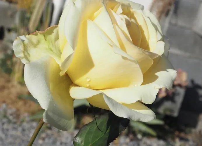 Daire I Girasoli