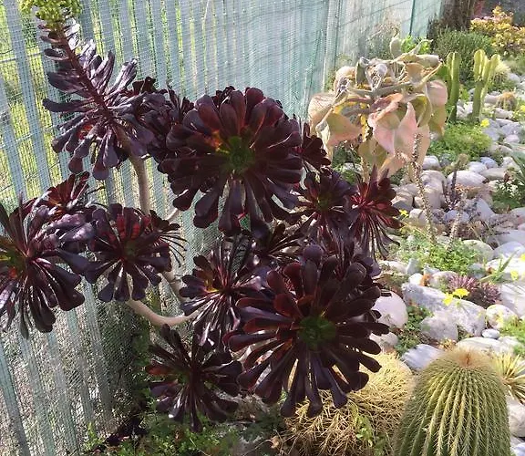 Casa Vacanze I Girasoli * فنتيميليا